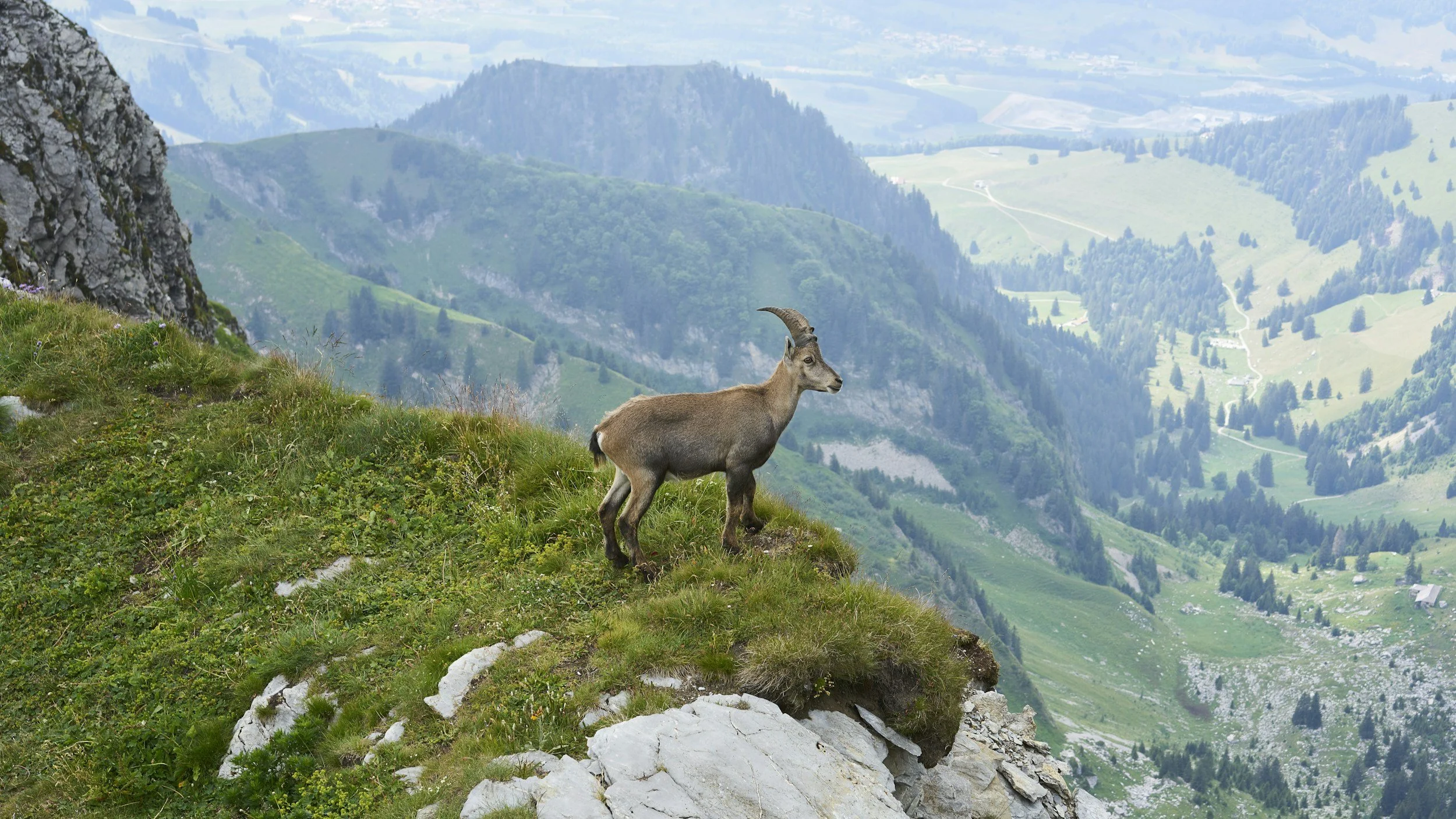An ibex above an alpine valley, the inspiration for Ibex Development Group